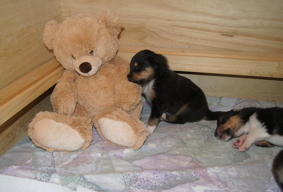 Boromir+Teddy